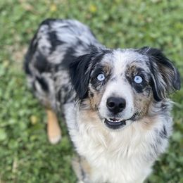 Codi - Miniature Australian Shepherd
