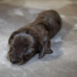 Jessie - Dapple female Dachshund puppy in Midland, Texas from The Barefield Doxies