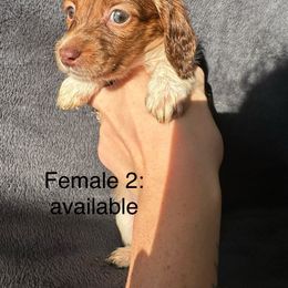 Dachshund Puppies from Sunshine’s Dachshunds