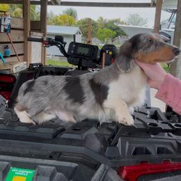 Dachshund and Great Dane All Grown Up from Florida Mini Dachshunds