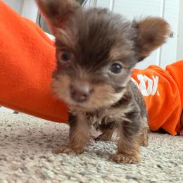 Blue. - Chocolate and tan male Yorkshire Terrier puppy in Winston Salem, North Carolina from Pawfectly Tailored Yorkie's