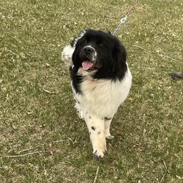 Mollie - Newfoundland