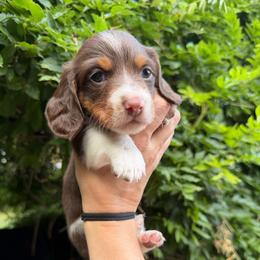 AKC Olaf - Piebald male Dachshund puppy in Erie, Michigan from Champagne’s Grinch Toe’d Dachshunds