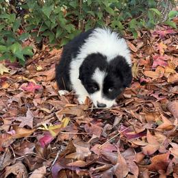 Australian Shepherd Puppies from Drummond Aussies