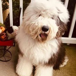 Old English Sheepdogs from Mardi Rager's Old English Sheepdogs