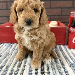 Greg - Red  male Goldendoodle puppy in Huntington, Utah from Krispydoodle