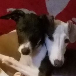 Italian Greyhound All Grown Up from Heartsdesire Italian Greyhounds