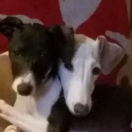 Italian Greyhound All Grown Up from Heartsdesire Italian Greyhounds