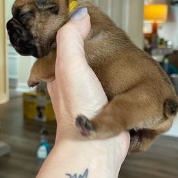 Yellow Boy Boba - Fawn and white male French Bulldog puppy in Spanaway, Washington from Beloved Frenchies