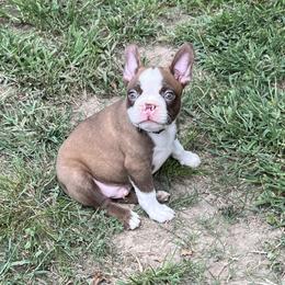 Stone - Red male Boston Terrier puppy in Mountain Home, Arkansas from B and T Lewis Farms