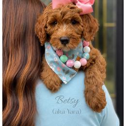 Yara - Red  female Goldendoodle puppy in State Road, North Carolina from Must Love Doodles