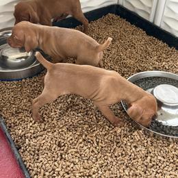 Vizsla Puppies from Firestone Vizslas