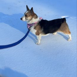 Venus - Pembroke Welsh Corgi