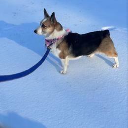 Venus - Pembroke Welsh Corgi