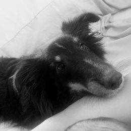 True - Shetland Sheepdog
