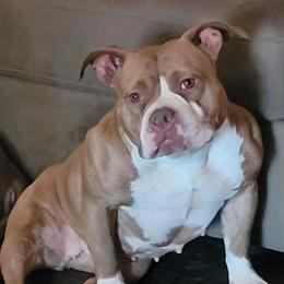 American Bully All Grown Up from Weight In Gold Kennels