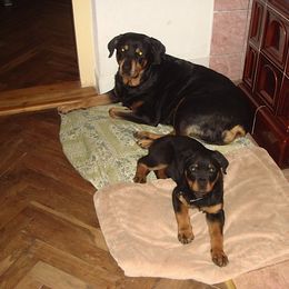 Rottweiler Puppies from Vom Gryphonberg