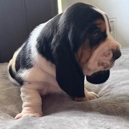 Aven - Black brown and white male Basset Hound puppy in Cadillac, Michigan from Garrow Danes House of Blues