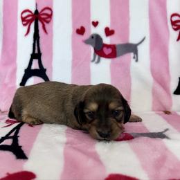 Little Man - Red male Dachshund puppy in Willow Springs, Missouri from Krazy Acre Farm