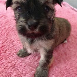 Havanese Puppies from Selah Havanese