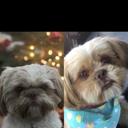 Shih Tzu puppies from Jessica Diangson's Shih Tzus