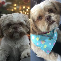 Shih Tzu puppies from Jessica Diangson's Shih Tzus