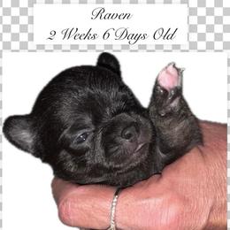 AKC Raven - Black and white female Chihuahua puppy in Columbus, Nebraska from Prancy Pawz