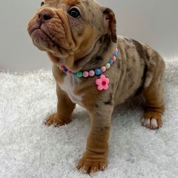 Lizzie - Brown brindle female Olde English Bulldogge puppy in Camdenton, Missouri from Mule Pool Olde English Bulldogges