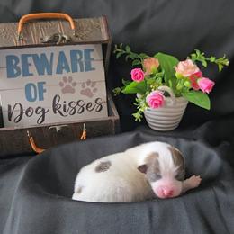 Grayson - Cream parti male Pomeranian puppy in Newport News, Virginia from Itty Bitty Poms