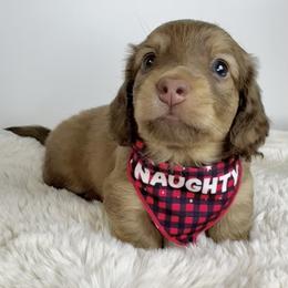 Ralphie - Chocolate and cream male Dachshund puppy in Perris, California from The Dach House