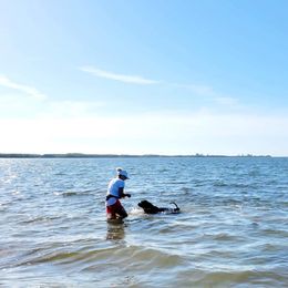 Rottweiler Puppies from Bronx Von Bridges Rottweilers