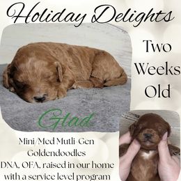 Glad - Red  male Goldendoodle puppy in Scurry, Texas from 07 Seven Oaks Goldens and Doodles