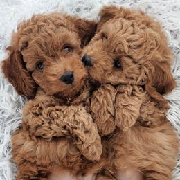 Goldendoodles from W. Mini Poodles and Doodles of Georgia