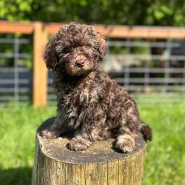 Morgan Wallen - Sable male Aussiedoodle puppy in Arlington, Washington from Doodle Love Laugh