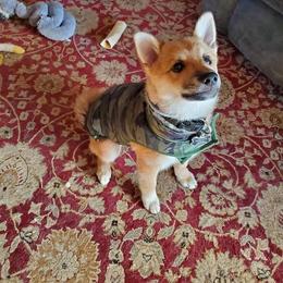 Pomsky Puppies from Paw-lenty of Pomskies