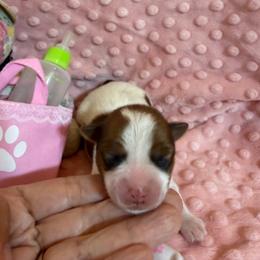 Almond Joy - Chocolate, tan and white female Yorkshire Terrier puppy in Cameron, Oklahoma from Jane’s Yorkies
