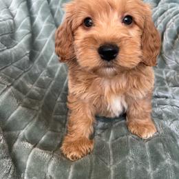 Cooper - Cream male Goldendoodle puppy in Lowville, New York from Adirondack Labradoodles