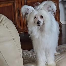 Fillip - White male Chinese Crested puppy in Amarillo, Texas from Victoria's Chinese Cresteds Long Star Angels