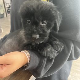 Mia - Black female Chinese Crested puppy in Milton, Florida from No Hair Here