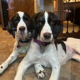 Kobe - English Springer Spaniel