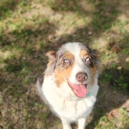 Livie - Australian Shepherd