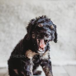 Bernedoodle Puppies from Southern Oak Breeders LLC