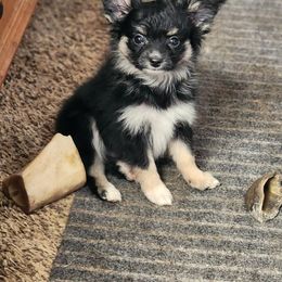 Boy 2 - male Companion Cross puppy in Davenport, Washington from Lovely Ladies and Little Asses Miniature Equines (L3A Pomeranians & Papillons)