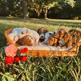 Poodle puppies from Autumn Powell