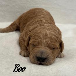 Boy 1 - Apricot male Goldendoodle puppy in Nortonville, Kentucky from Deb’s KY Doodles
