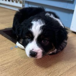 Raco (like taco but with an R) - Black tri male Toy Australian Shepherd puppy in Reidsville, North Carolina from Cherry Grove Kennel