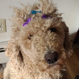 Molly - Poodle