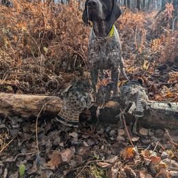 German Shorthaired Pointer All Grown Up from Halestorm Kennel