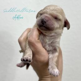 Adeline - Cream female Goldendoodle puppy in Rienzi, Mississippi from Saddle Hill Farms