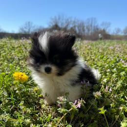 River - Black and tan parti male Pomeranian puppy in Success, Missouri from Sweet Success